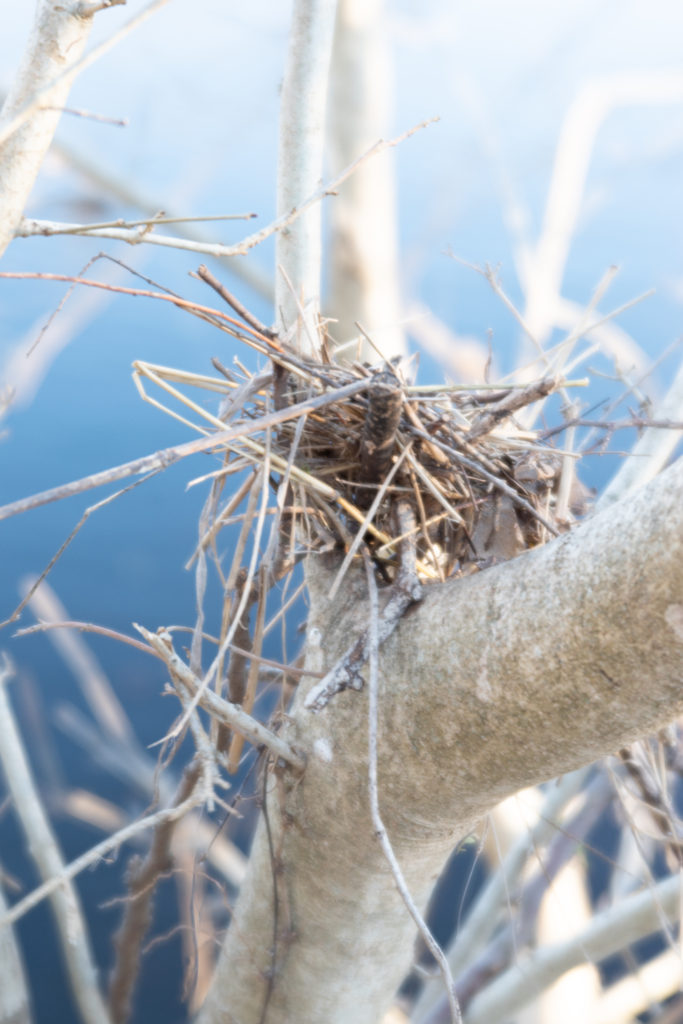 Nature photo taken on Pentax K-1 and Pentax-F 85mm F2.8 Soft Lens