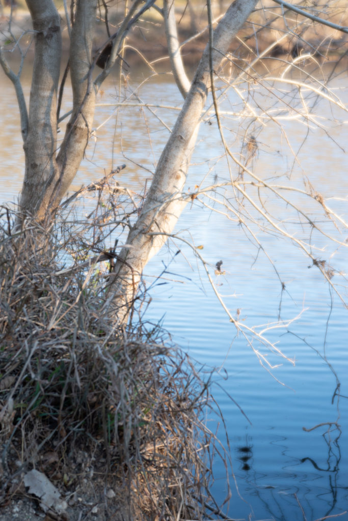 Nature photo taken on Pentax K-1 and Pentax-F 85mm F2.8 Soft Lens