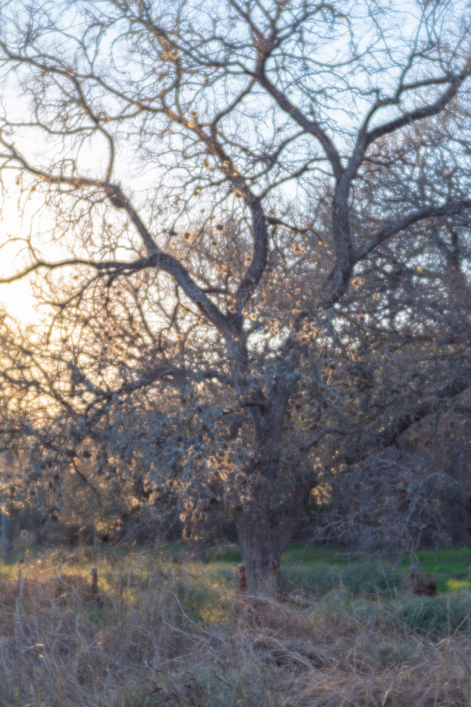 Nature photo taken on Pentax K-1 and Pentax-F 85mm F2.8 Soft Lens