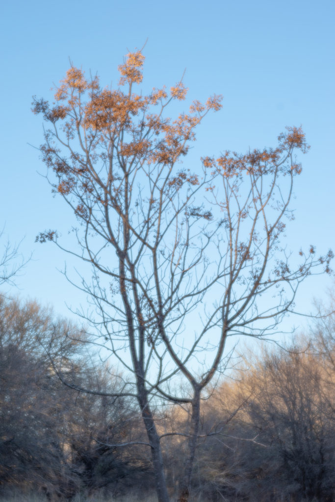 Nature photo taken on Pentax K-1 and Pentax-F 85mm F2.8 Soft Lens