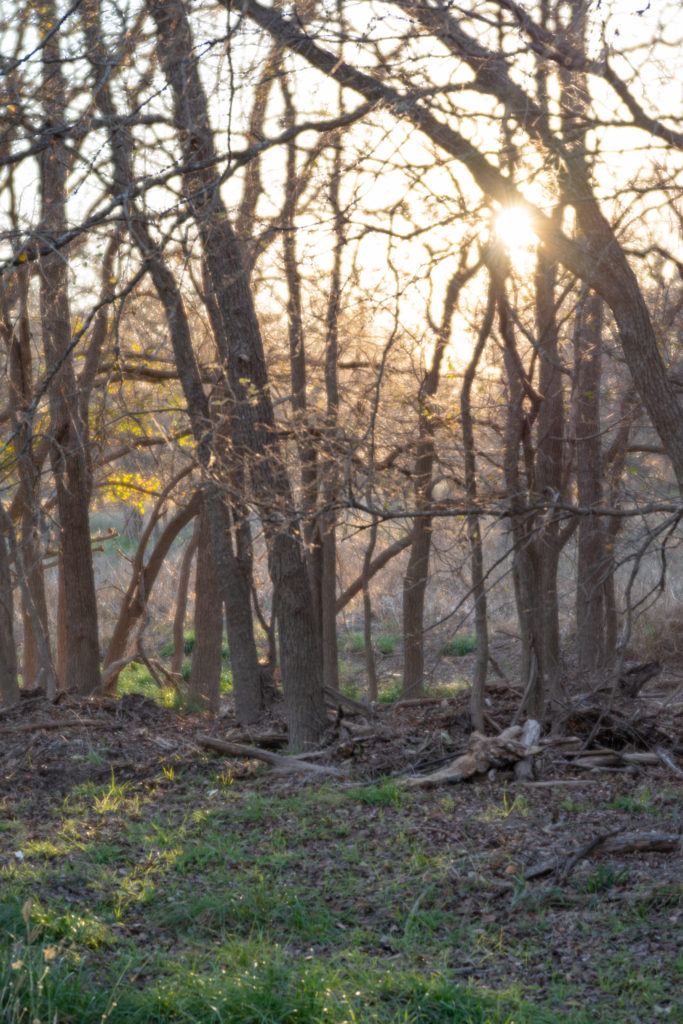 Nature photo taken on Pentax K-1 and Pentax-F 85mm F2.8 Soft Lens