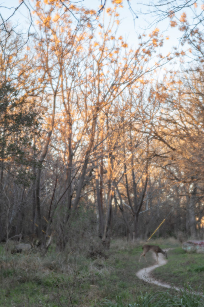 Nature photo taken on Pentax K-1 and Pentax-F 85mm F2.8 Soft Lens