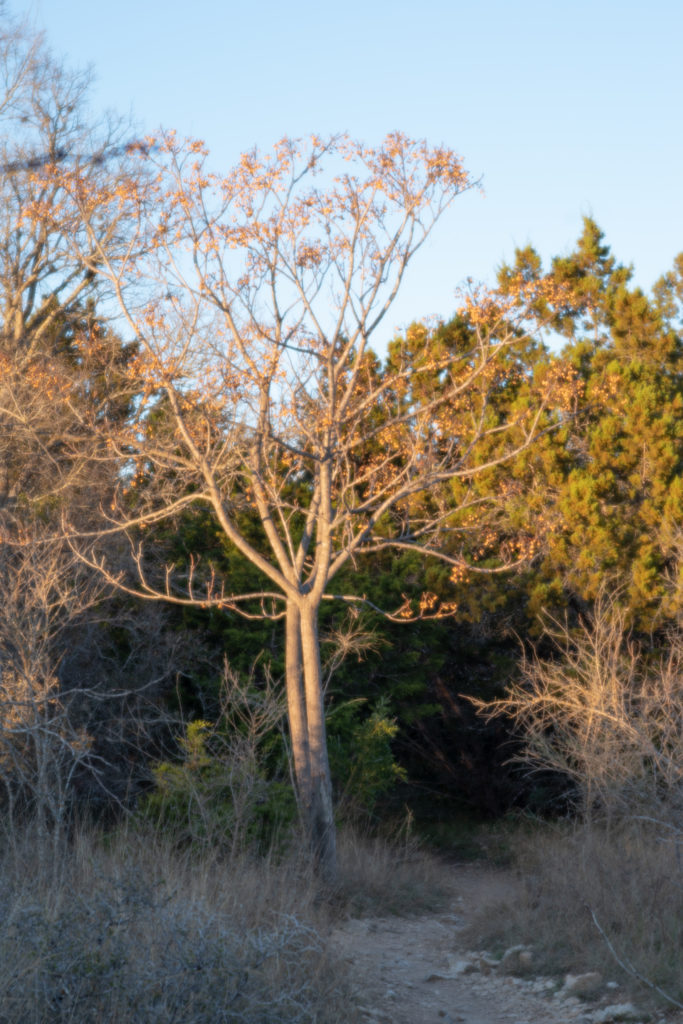 Nature photo taken on Pentax K-1 and Pentax-F 85mm F2.8 Soft Lens