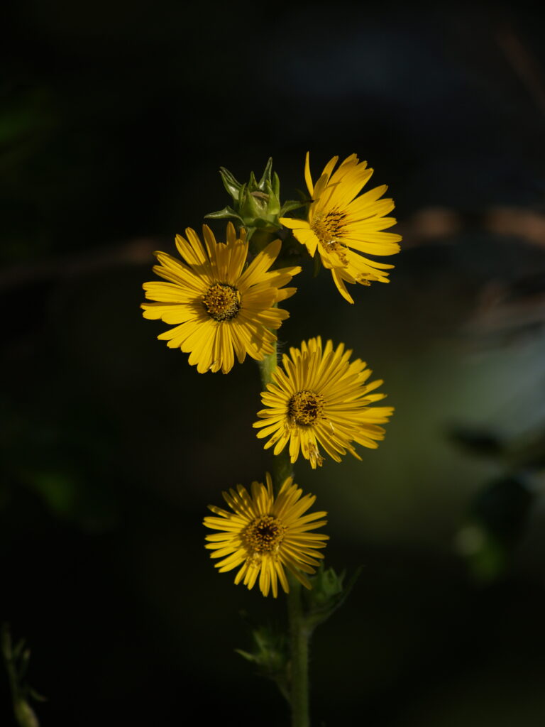 A photo of flowers taken on the Olympus E-300 and Olympus 300mm F2.8 lens