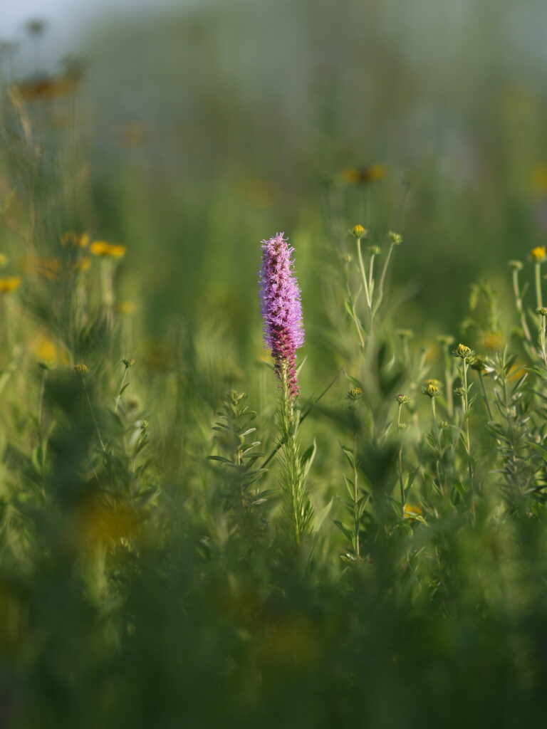 A photo of a flower taken on Olympus E-300 and Olympus 300mm f2.8 lens